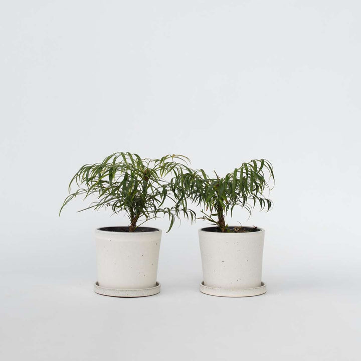 Mahonia 'Soft Caress' - Set od 2 - Mahagoni