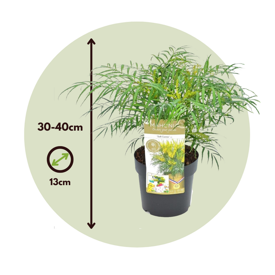 Mahonia 'Soft Caress' - Set od 2 - Mahagoni