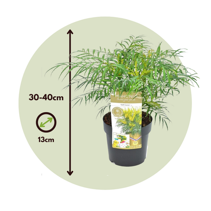 Mahonia 'Soft Caress' - Set od 2 - Mahagoni