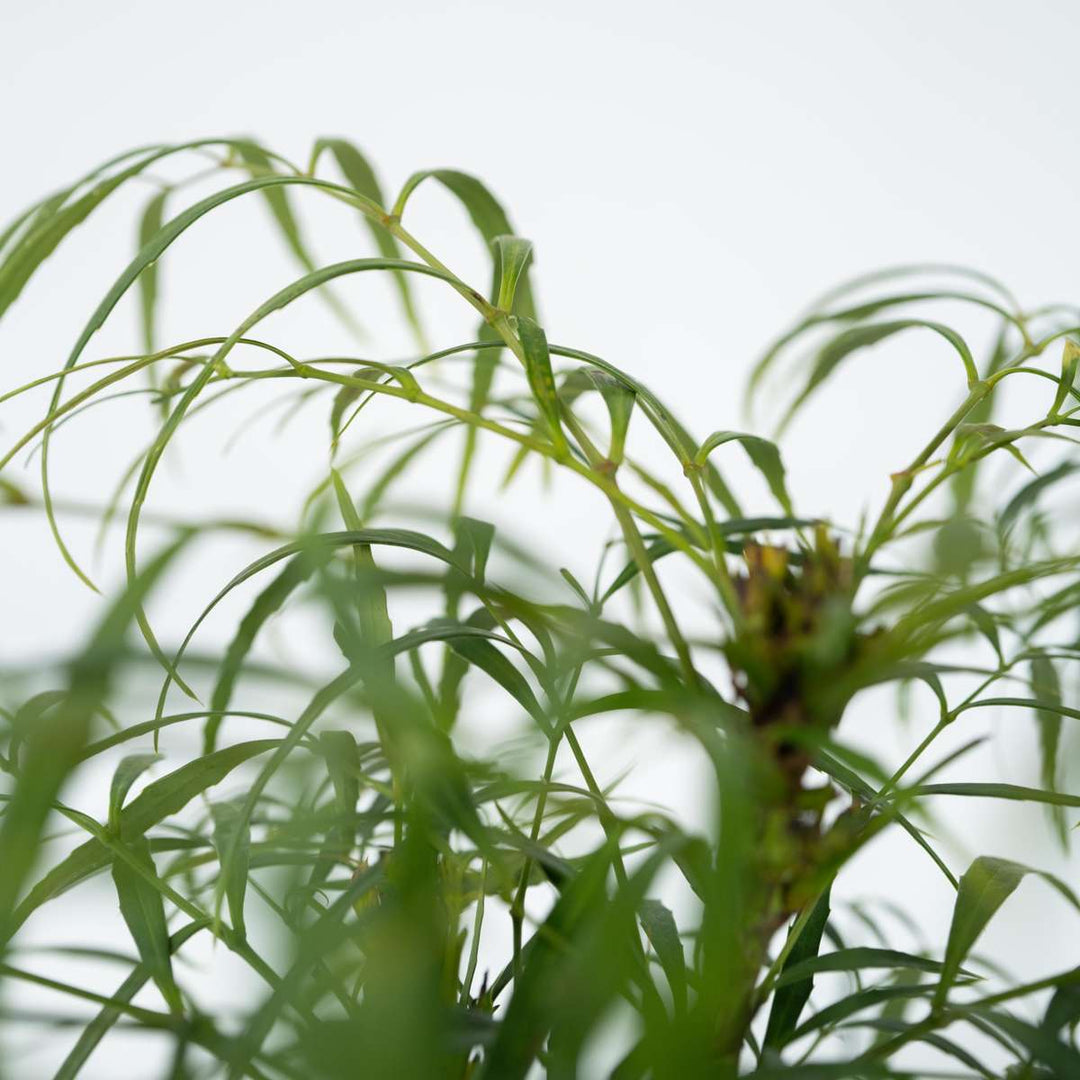 Mahonia 'Soft Caress' - Sada 4 kusů - Mahagon