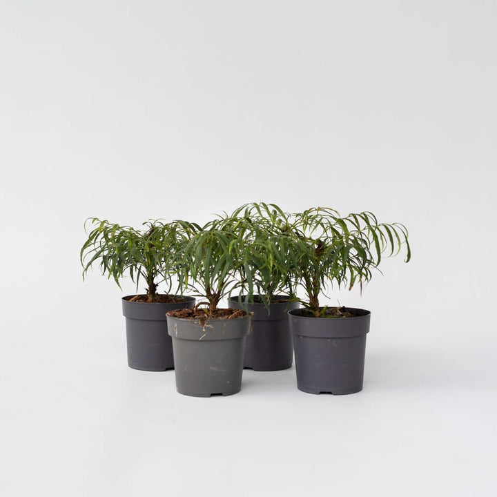 Mahonia 'Soft Caress' - Sada 4 kusů - Mahagon