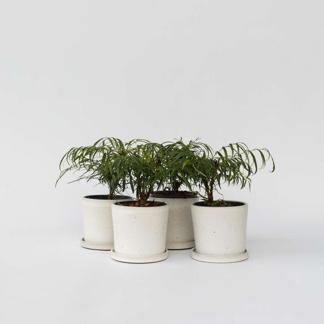 Mahonia 'Soft Caress' - Sada 4 kusů - Mahagon