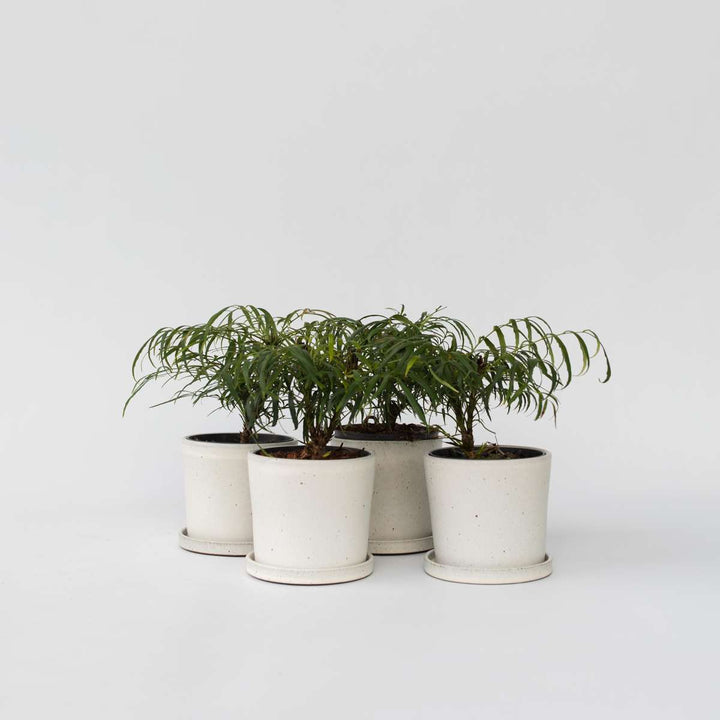 Mahonia 'Soft Caress' - Sada 4 kusů - Mahagon