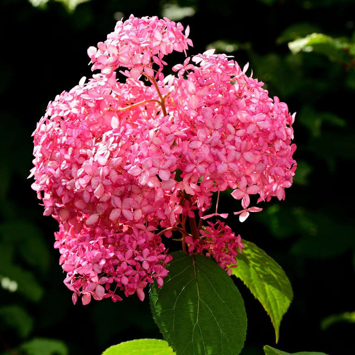 Hydrangea 'Pink Annabelle' - Hortensia - Roze