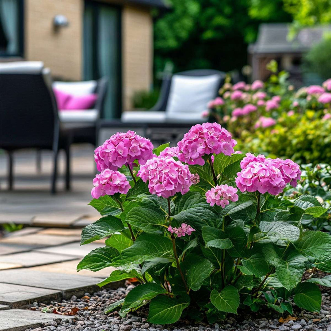 Hydrangea 'Pink Annabelle' - Hortensia - Roze - 40-50cm