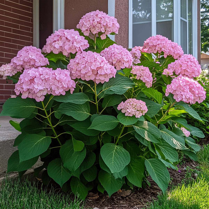 Hydrangea 'Pink Annabelle' - Hortensia - Roze - 40-50cm