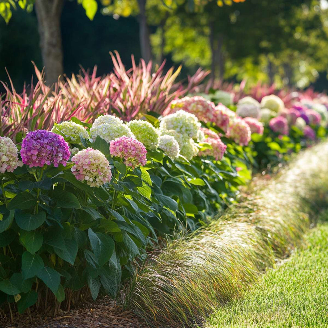 Hydrangea 'Pink Annabelle' - Hortensia - Roze - 40-50cm