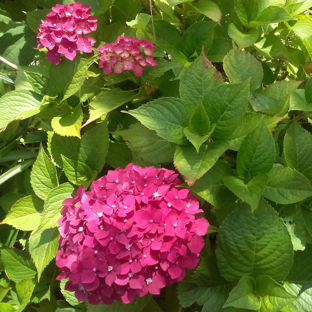 Hydrangea 'Pink Annabelle' - Hortensia - Roze - 40-50cm