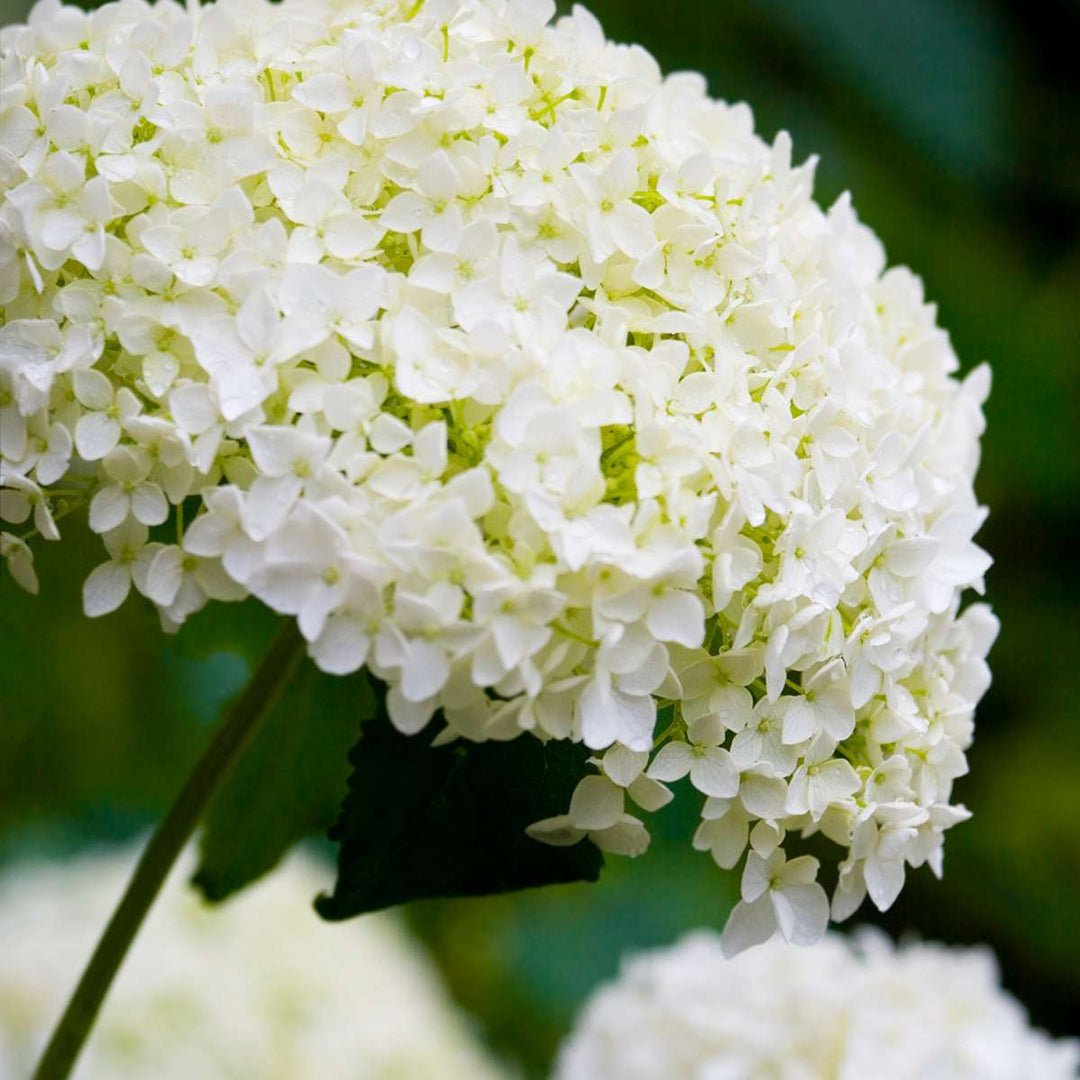 Hydrangea Strong Annabelle - Hortensia - Winterhard