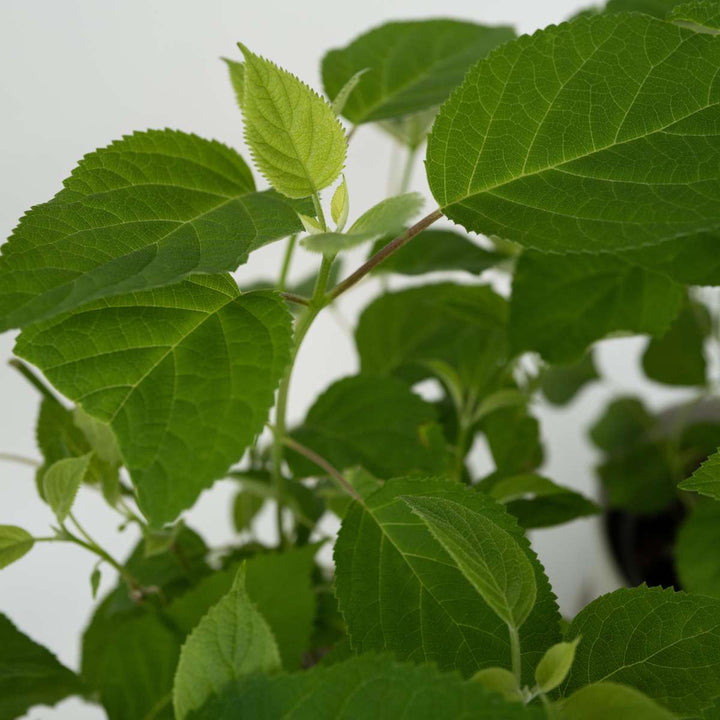 Hydrangea Strong Annabelle - Hortensia - Winterhard