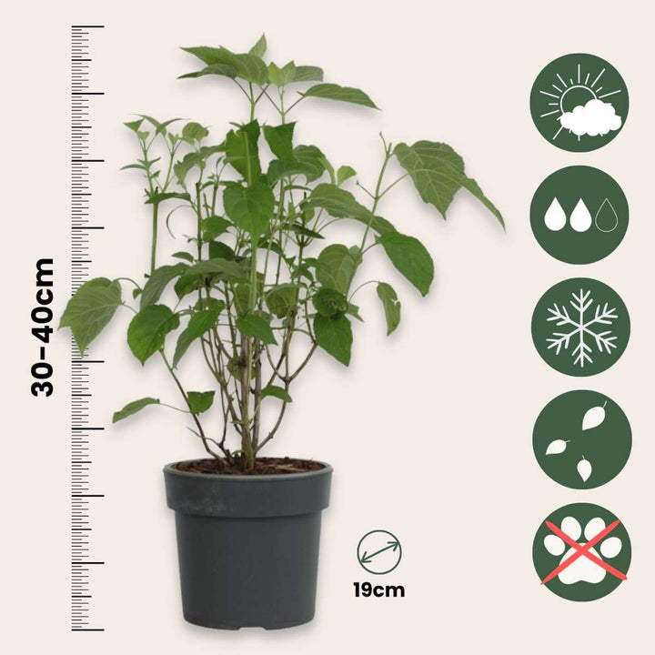 Hortenzija 'Strong Annabelle' - 2 komada - Hortenzija