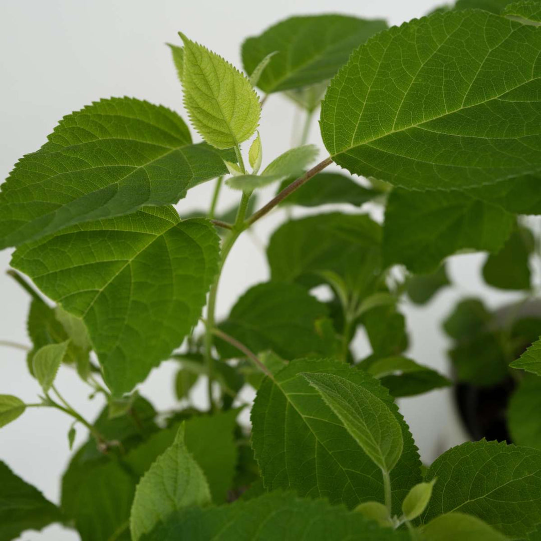 Hydrangea Strong Annabelle - 3 stuks - Hortensia