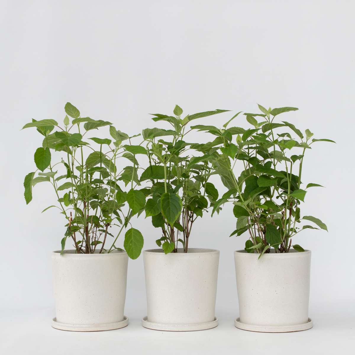 Hydrangea 'Strong Annabelle' - 3 pieces - Hydrangea – FloraStore