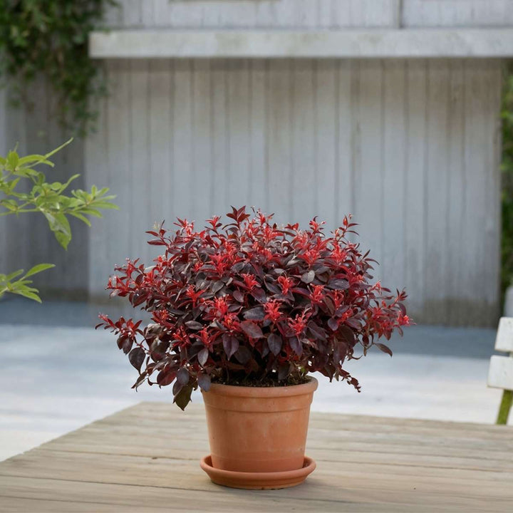 Loropetalum 'Ever Red' - Set od 2 - Resasto drvo