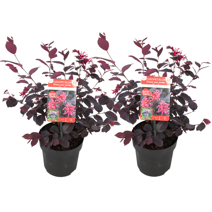 Loropetalum 'Ever Red' - Set od 2 - Resasto drvo
