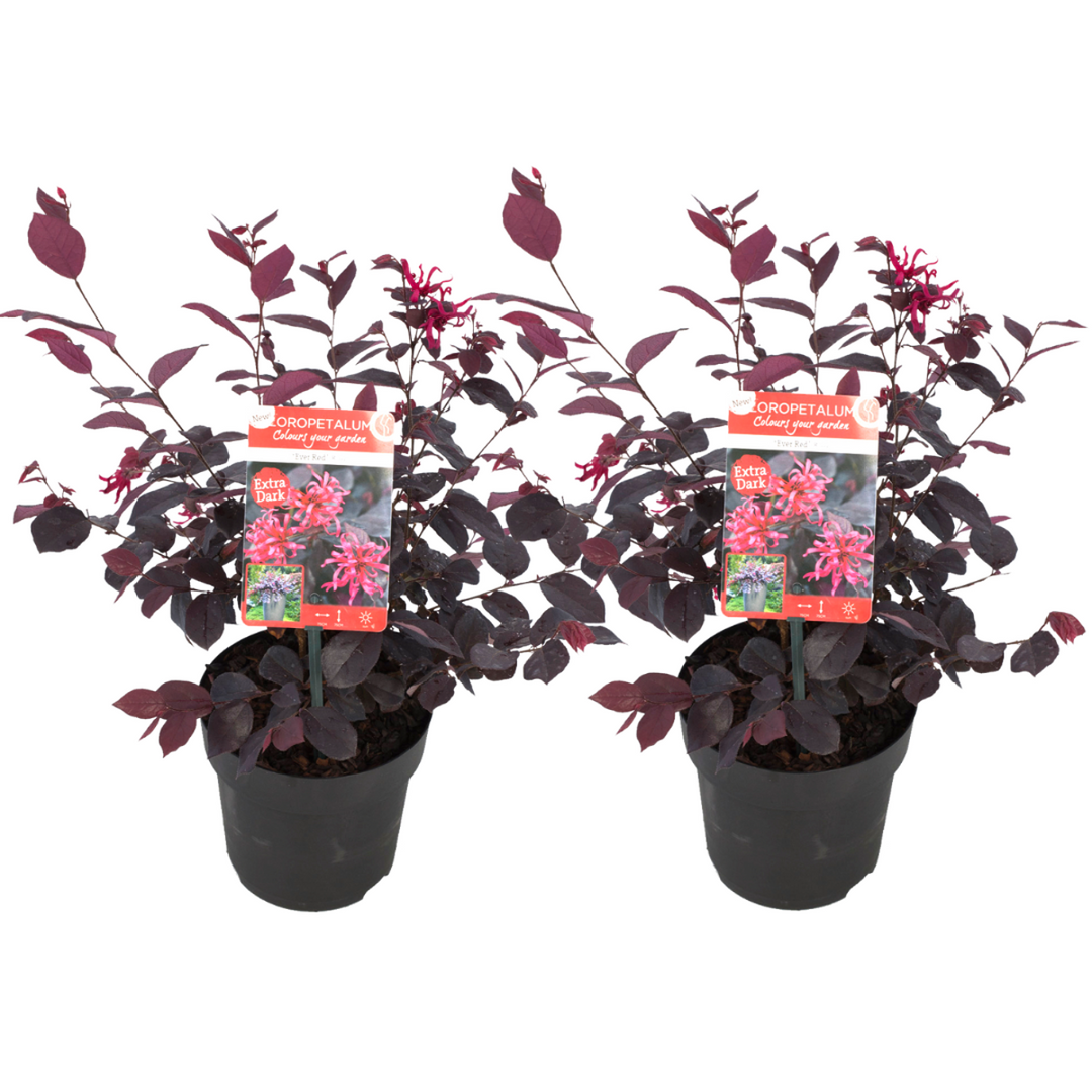 Loropetalum 'Ever Red' - Set od 2 - Resasto drvo