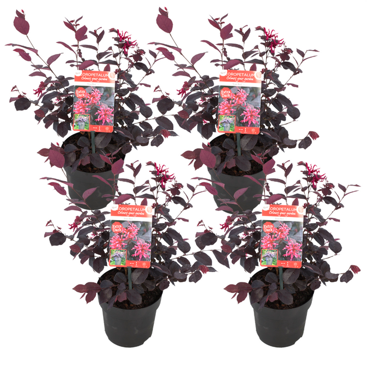 Loropetalum 'Ever Red' - Set od 4 - Resasto drvo