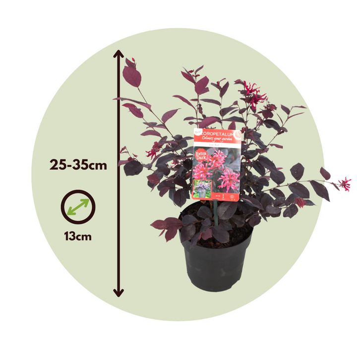 Loropetalum 'Ever Red' - Set od 4 - Resasto drvo