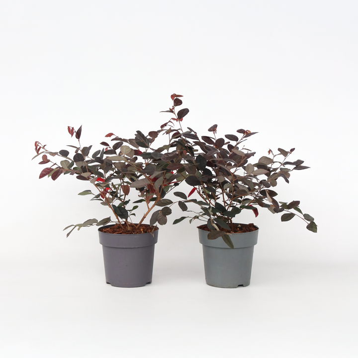 Loropetalum 'Fire Dance' - Set van 2 - Franjeboom