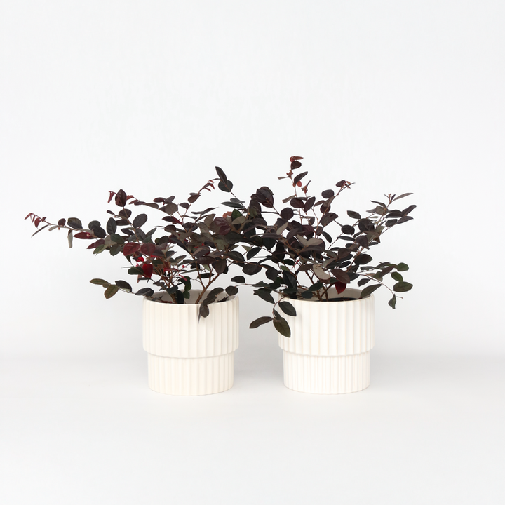 Loropetalum 'Fire Dance' - Set van 2 - Franjeboom