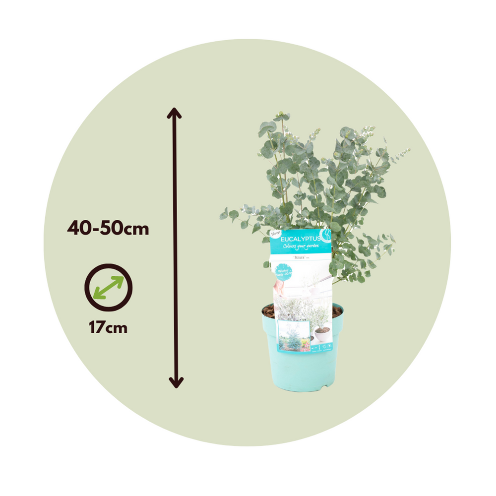 Eucalyptus Pulverulenta - set od 2 komada - FloraStore