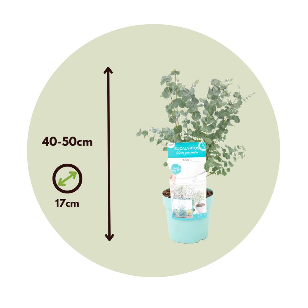 Eucalyptus Pulverulenta - set od 2 komada - FloraStore