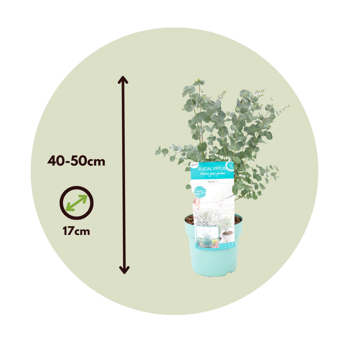 Eucalyptus Pulverulenta - set od 2 komada - FloraStore