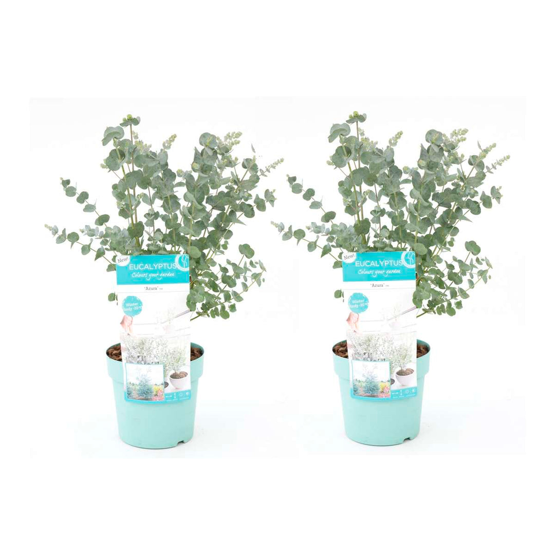 Eucalyptus Pulverulenta - set od 2 komada - FloraStore