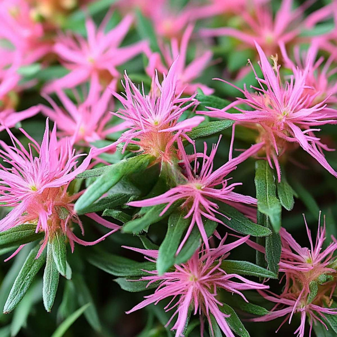 Rhododendron Azalea StarStyle - set od 3 komada