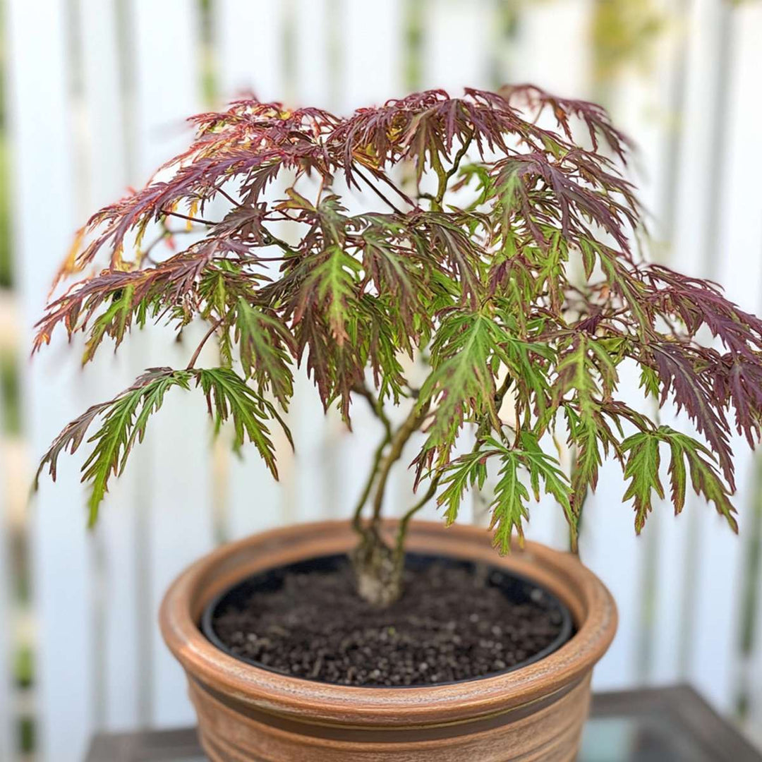 Acer palmatum 'Inaba-shidare' - japanski javor