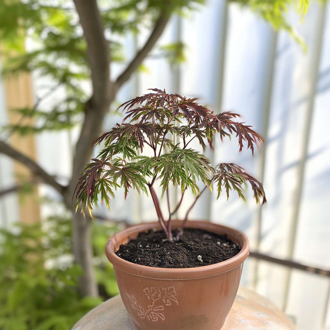 Acer palmatum 'Inaba-shidare' - japanski javor