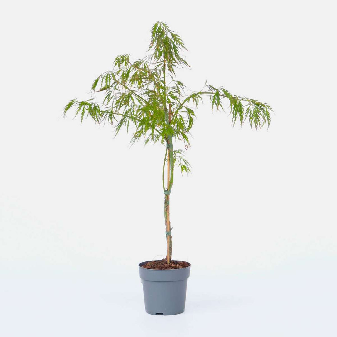 Acer palmatum 'Inaba-shidare' - japanski javor