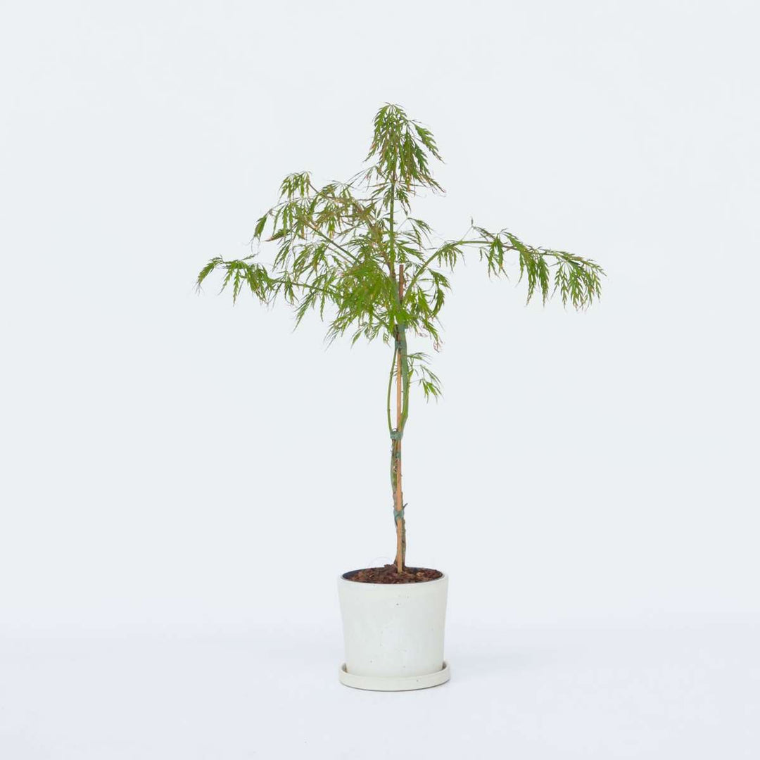 Acer palmatum 'Inaba-shidare' - japanski javor