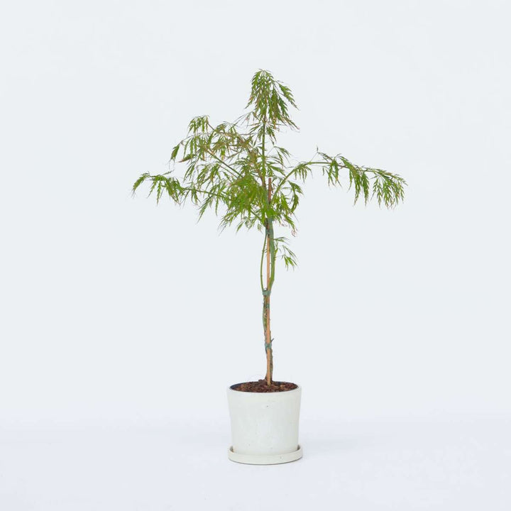 Acer palmatum 'Inaba-shidare' - japanski javor