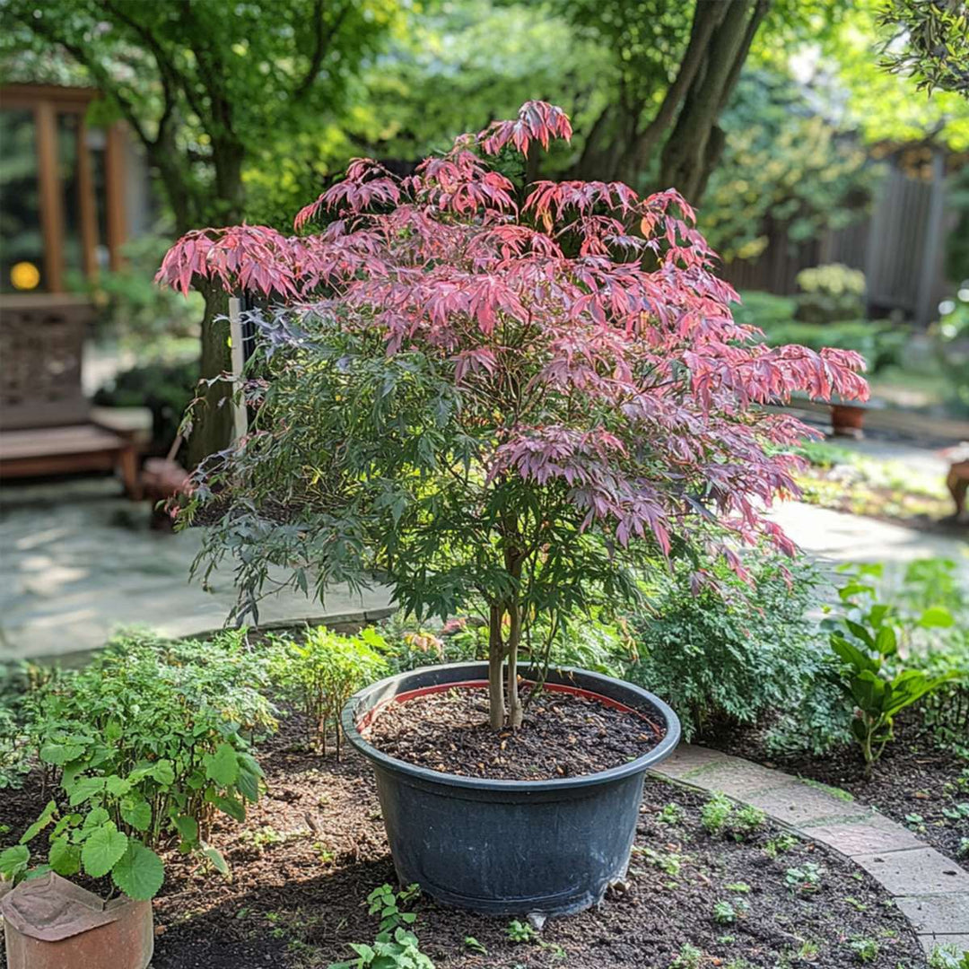 Acer palmatum 'Inaba-shidare' - set od 2 komada - javor