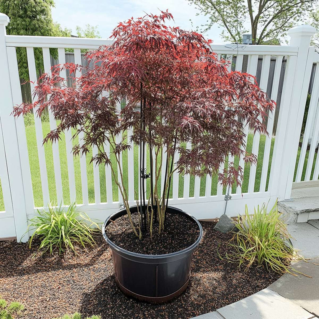 Acer palmatum 'Inaba-shidare' - set od 2 komada - javor
