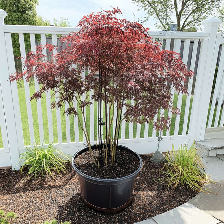 Acer palmatum 'Inaba-shidare' - set od 2 komada - javor