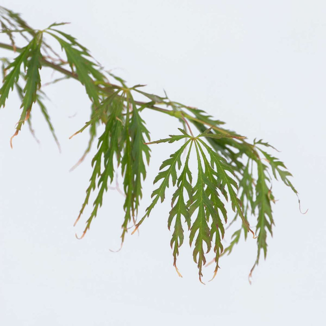 Acer palmatum 'Inaba-shidare' - set od 2 komada - javor