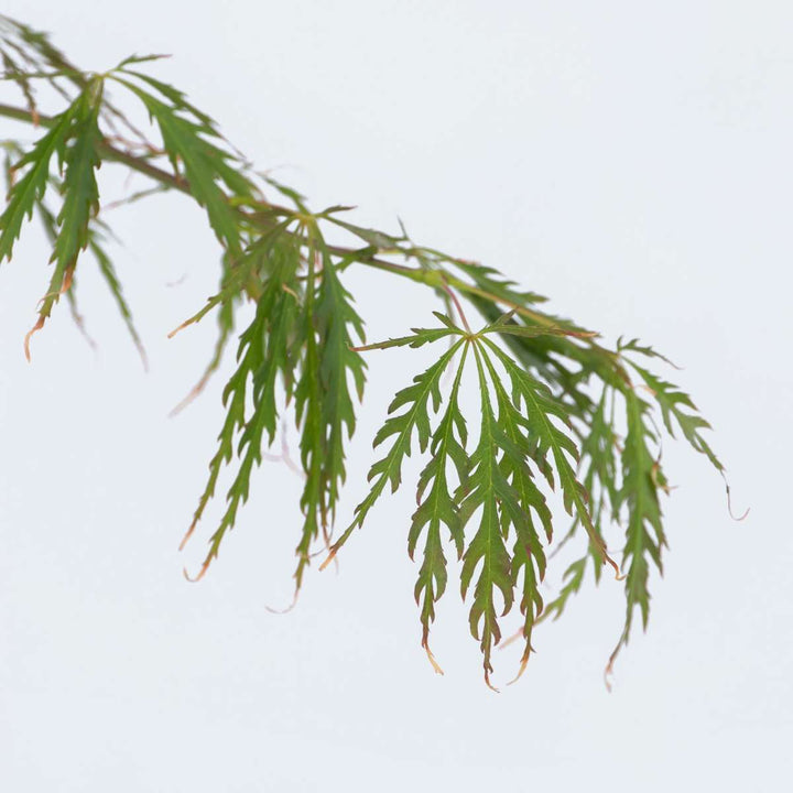 Acer palmatum 'Inaba-shidare' - set od 2 komada - javor