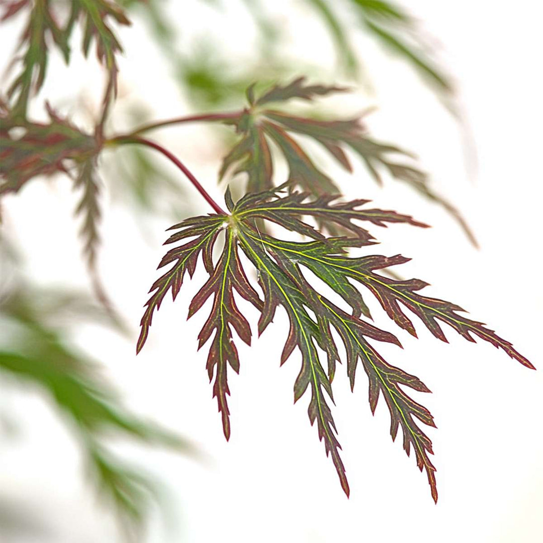 Acer palmatum 'Inaba-shidare' - set od 2 komada - javor