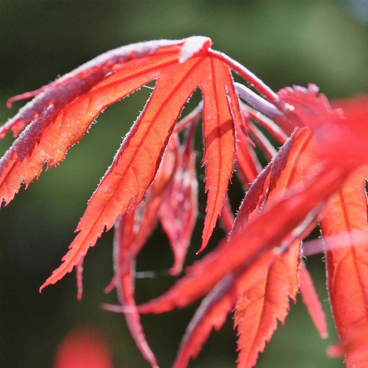 Acer palmatum 'Inaba-shidare' - set od 2 komada - javor