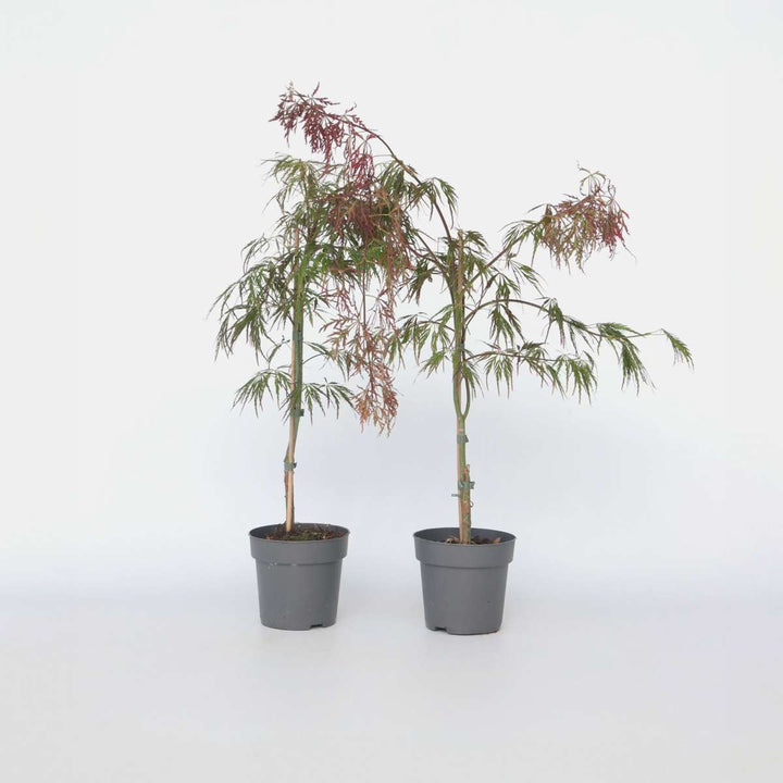 Acer palmatum 'Inaba-shidare' - set od 2 komada - javor
