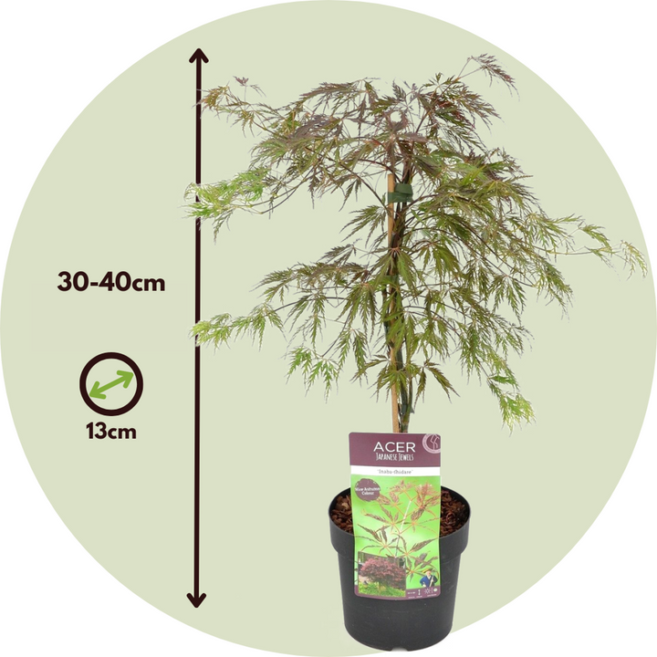 Acer palmatum 'Inaba-shidare' - set od 2 komada - javor