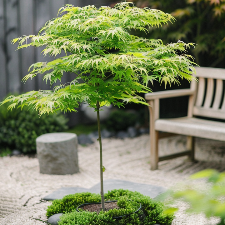 Acer palmatum 'Going Green' - Japanse esdoorn