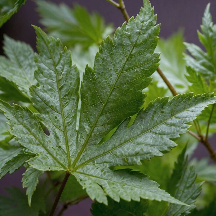 Acer palmatum 'Going Green' - Japanse esdoorn