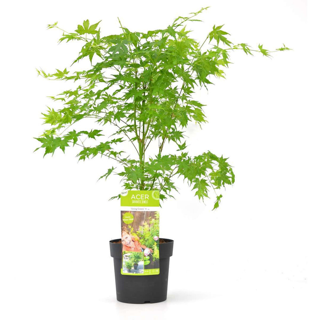 Acer palmatum 'Going Green' - Japanese Maple