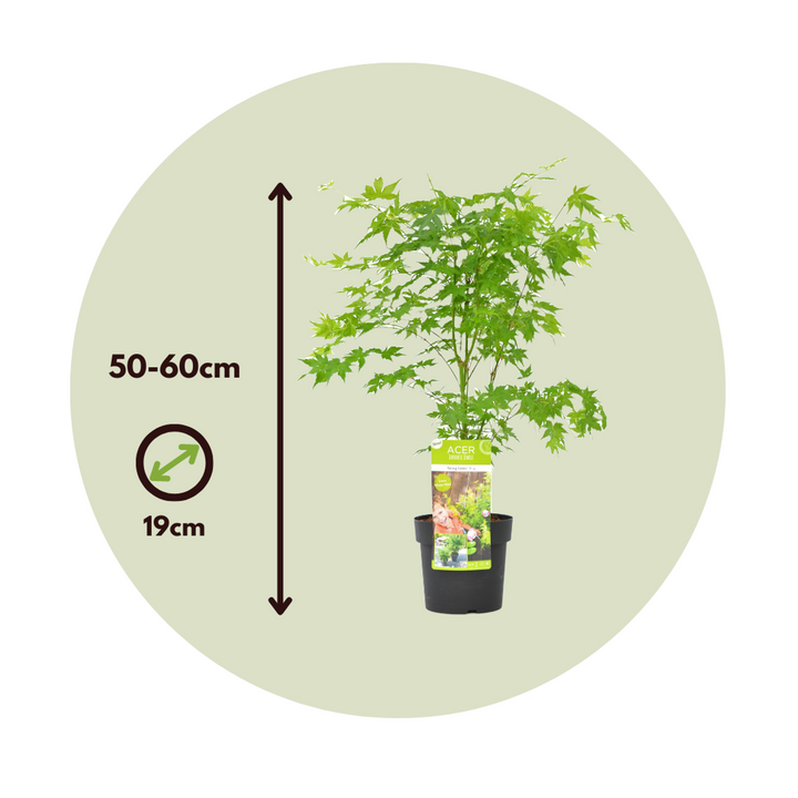 Acer palmatum 'Going Green' - Set of 2 - Japanese maple