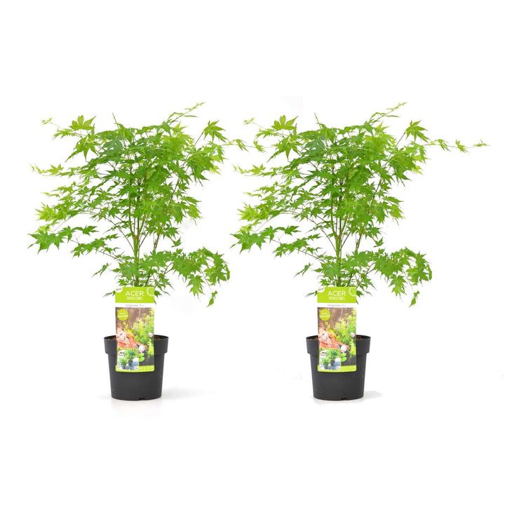 Acer palmatum 'Going Green' - Set of 2 - Japanese maple