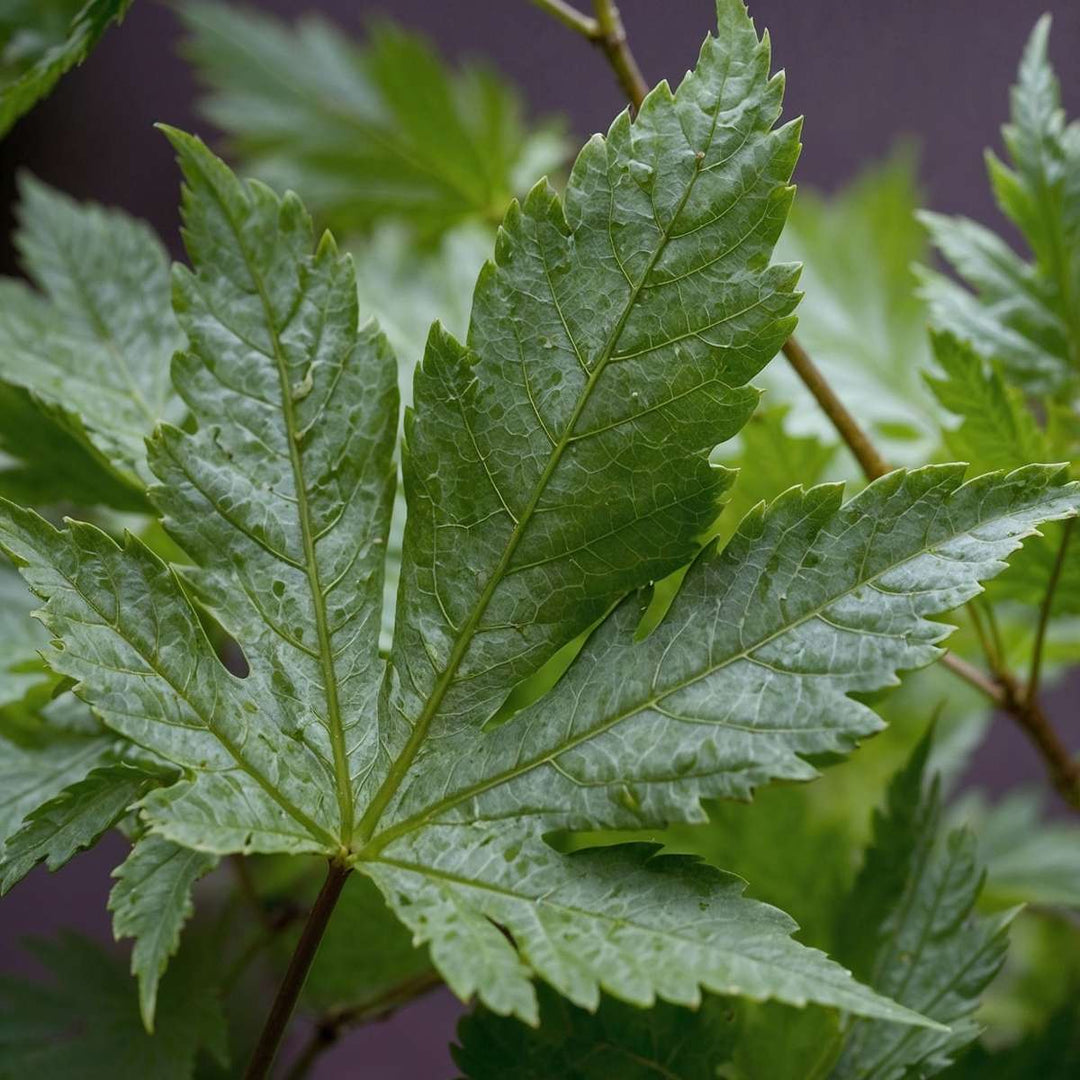 Acer palmatum 'Going Green' Set van 4 - Japanse esdoorn