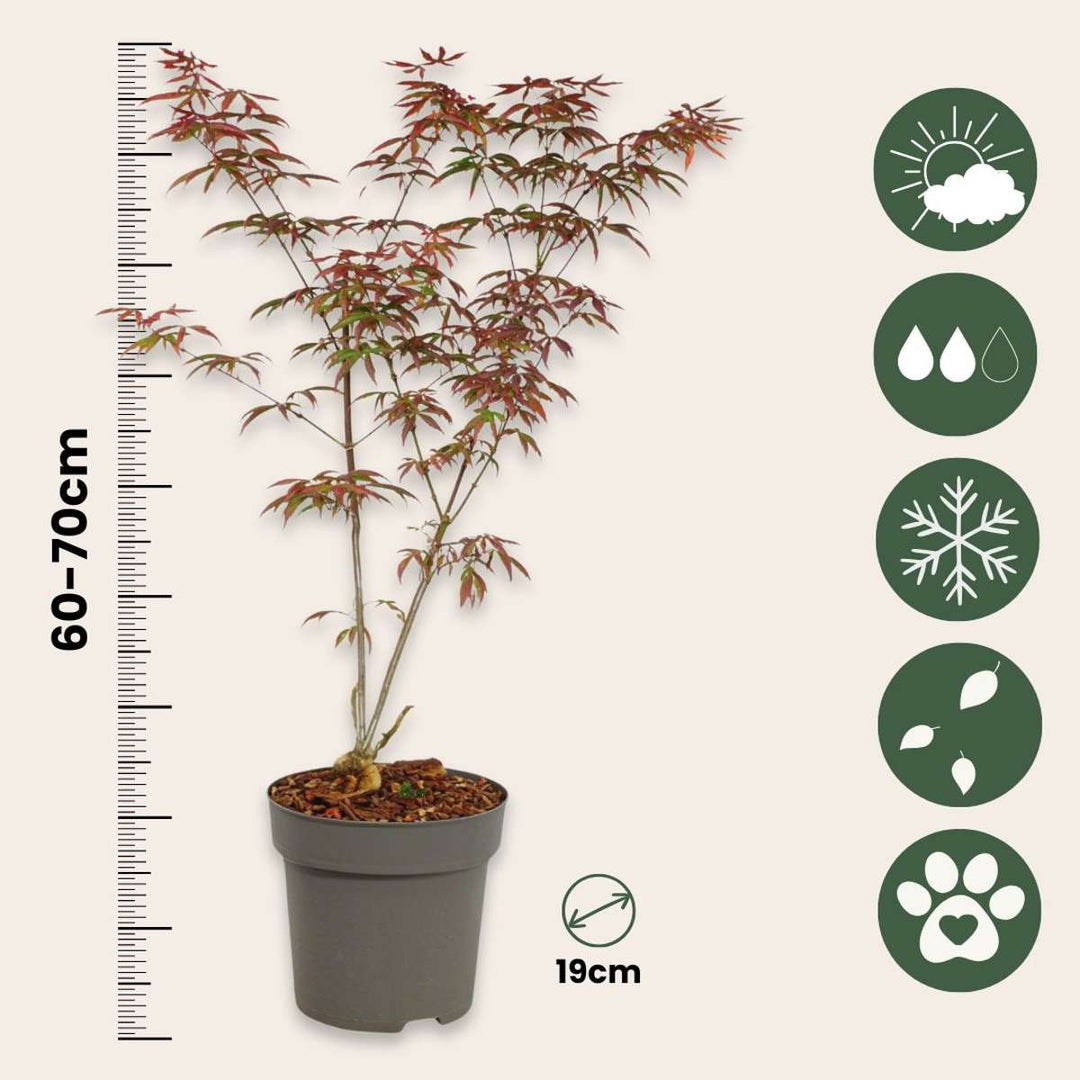 Acer palmatum 'Morska zvijezda' - Set od 2 komada - japanski javor